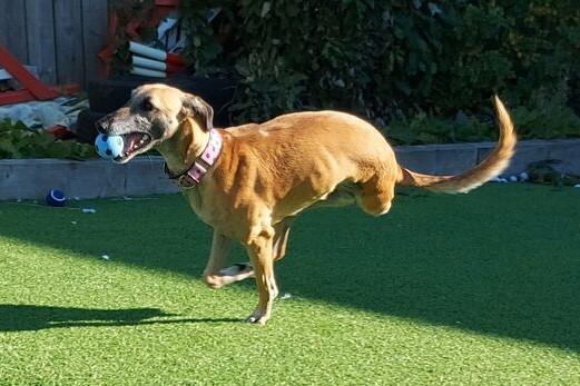 Stevie came in after a road traffic accident. Three legs, however, is never going to stop her.