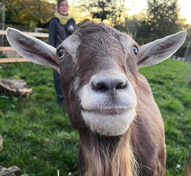 Meet Reggie, who is a very large and comical Toggenburg goat who came to the sanctuary in 2014. He had been abandoned with his mum, sister and aunties on a farm where the owner had died. He’s now aged seven and starting to develop arthritis but still acts like a youngster, making sure he’s always at the front of the queue for attention and treats. Reggie loves visitors and fuss and bananas - especially bananas!
