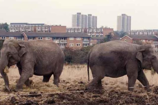Circus elephants on land near Meadowhead, Sheffield, close to the Nag's Head roundabout, in October 1993