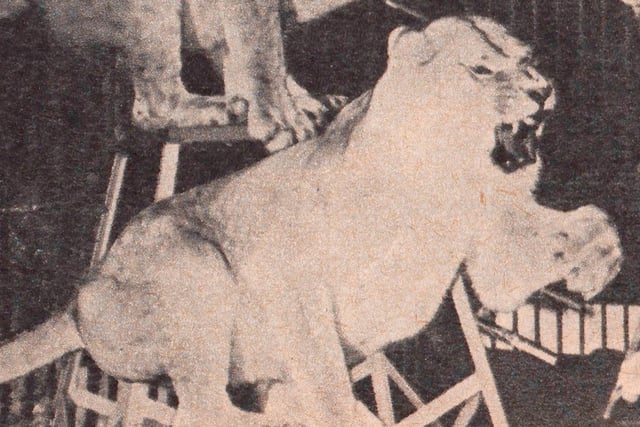 Big cats belonging to Dick Chipperfield of Chipperfields Circus.