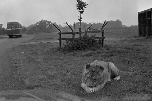 What are your memories of visits to Lambton Lion Park? Share them by emailing chris.cordner@jpimedia.co.uk.
