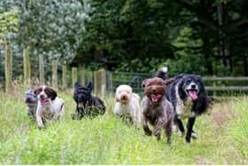 Dogs running free. Forest Dogs has asked Sheffield Council for permission to transform a cat hotel into a dog day care centre as demand has rocketed.