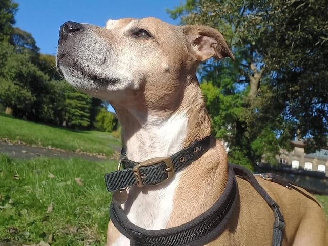Meet Lady, a tan, 13-year-old Staffordshire Bull Terrier crossbreed. She is a sweet natured, friendly and affectionate girl that keeps getting overlooked for the younger dogs and puppies. She is a little bit shy so is looking for a quiet home without other pets or children where I can settle without being disturbed. I would really like to find a new home with patient, loving and understanding owners where I can spend the rest of my twilight years. See:https://www.rspca.org.uk/findapet/details/-/Animal/LADY/ref/BSA2105828/teaser