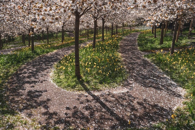 A winding path through the cherry orchard.