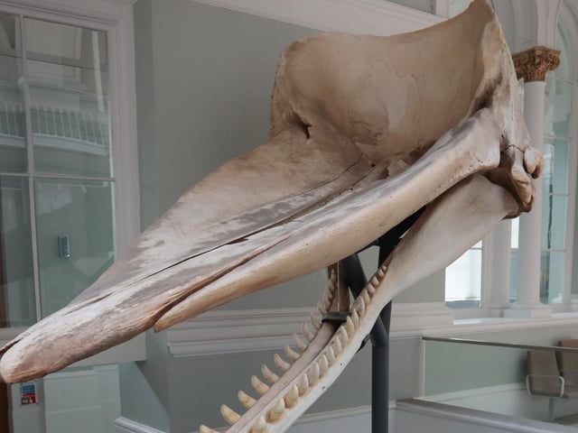 Moby was a 40ft long sperm whale which beached in the Firth of Forth in 1997 and, despite concerted efforts to refloat him, sadly died. (Credit: Stewart Attwood)