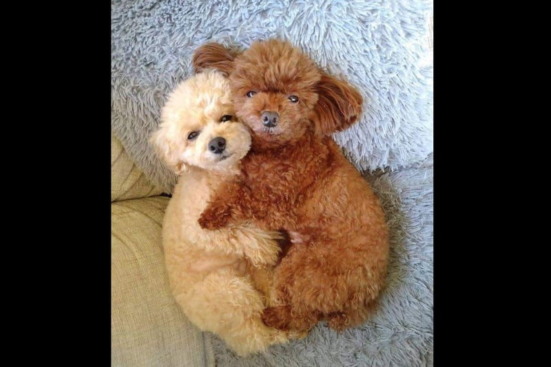 Ken was pleased with this adorable photo of his two furry friends having a snuggle.