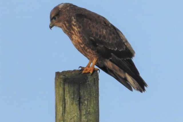 A common buzzard at Whitwell in North Derbyshire
