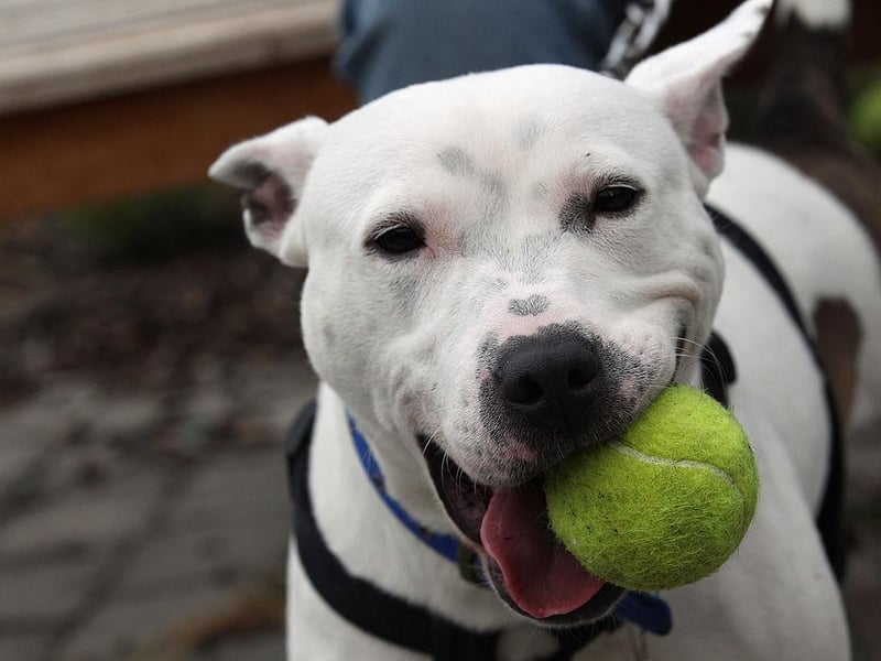 Average insurance cost: Staffordshire Bull Terrier: £214.03. Maine Coon: £157.65
