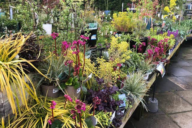 Ferndale Garden Centre is currently full of plants waiting to be sold.