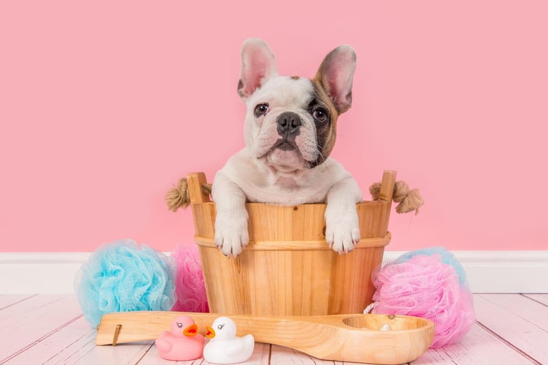 After taking the title of most popular dog in 2019, the French Bulldog drops to second place after a slight decrease in registrations.