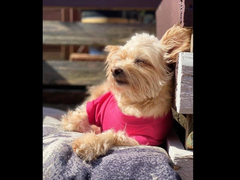 This is Betty, owned by Karen Thripp.