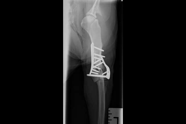 Police dog Winston 's Xrayed leg