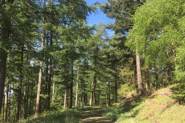 Woodland near Ros Castle.