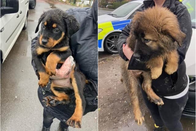 Seven dogs were seized by South Yorkshire Police and the RSPCA as part of an operation in Sheffield earlier this week