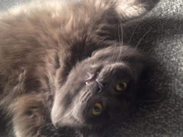 Adorable Shadow shared by Amy Marie.