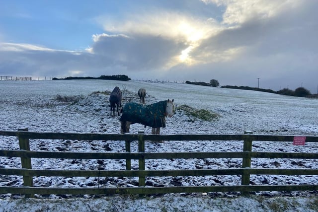 Horses in the snow in Washington by the A1232.