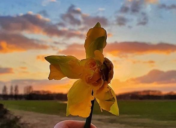 A pretty flower against a sunset sky by @exusemephotography.