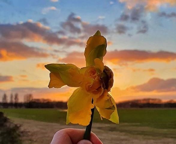 A pretty flower against a sunset sky by @exusemephotography.