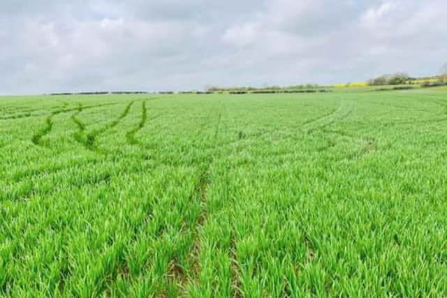 A gang of more than 10 quad bikes tore through crop fields between Firbeck and Laughton, Rotherham, on Sunday April 16, police believe.