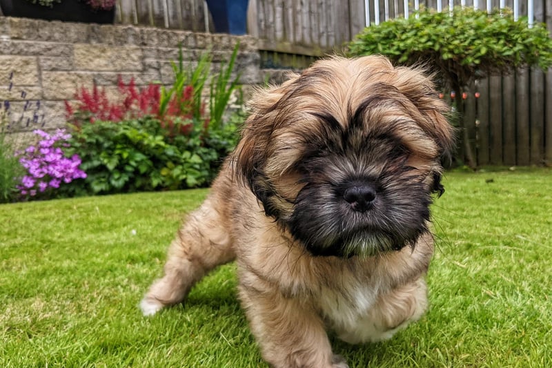 Sheila Johnston took this picture of her new 9-week-old puppy Teddy.