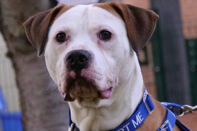 Meet American Bulldog Ace. The one year old is an intelligent, affectionate boy, who needs plenty of exercise and will require an experienced, active owner used to bull breeds.
Ace would benefit from further training, he forgets his size and acts like a large puppy, who is extremely playful and loves his toys. Ace needs someone at home most of the time who can give him the attention and mental stimulation his breed requires, allowing him to develop, making a loving family companion. He may live with dogs
but cannot live with cats. He may live with secondary school age children. To adopt Ace see: https://rspca-radcliffe.org.uk/animal/ace/