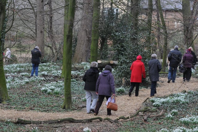 The annual Snowdrop open garden at The Hospital of God in Front Street, Greatham. Here's the scene in 2016.