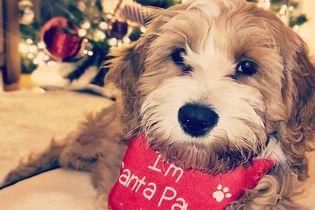 Heart-melter Willow has claimed the title of Santa Paws, and who are we to question that? (photo by Laura Connolly)