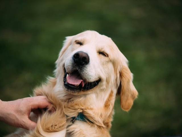 Poppy ranked as the third most popular female dog name, with Milo ranking third for males.