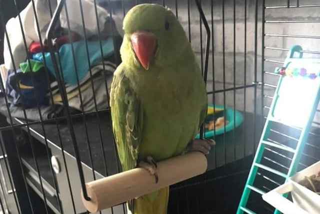 Jade Leonie says: "Perky, our Indian ringneck who we adopted during lock own. He’s now five months old."