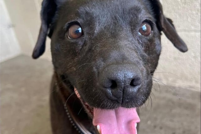 Benji the Patterdale is such a sweet little lad. At 10-years-old, he is still full of energy and loves walks and exploring. He is reactive on lead to dogs, but it is felt he would get used to some canine walking friends with slow introductions on lead. He has a lot of love to give to his new owner and is best suited to a pet and child-free home who love terriers. He will make the best companion and only asks for belly rubs in return.