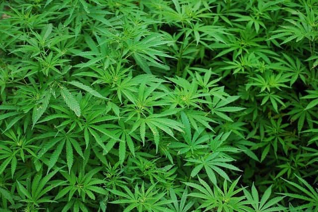 Pictured are cannabis plants like those found by police after a raid at a property on Calvert Road, near Tinsley, Sheffield.