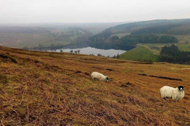 Sheep with a view by @harlequinpub