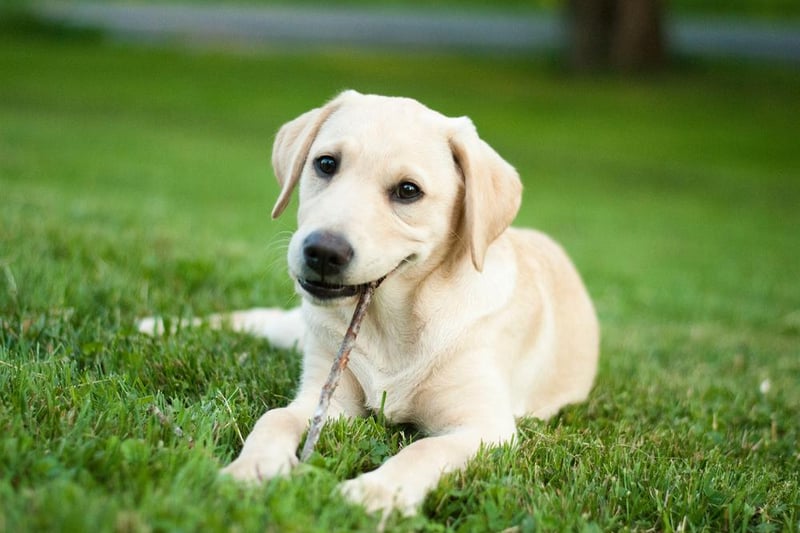 Labradors appeared 90 times in the data, 77 times as purebreds and 13 times as crossbreeds.
