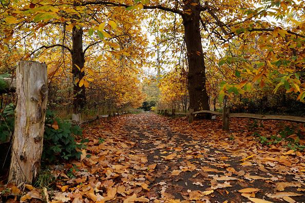 This is a great time to take a stroll around Thieves Wood where you can take in all the Autumnal colours currently on display.