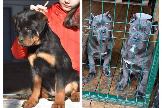 Three pups were stolen in a gunpoint robbery in Burngreave, Sheffield.