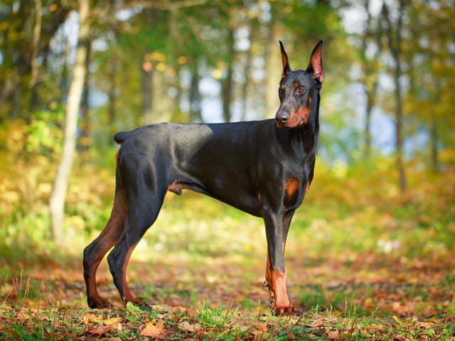 The Doberman Pinscher is sleek, powerful and very intelligent (Photo: Shutterstock)