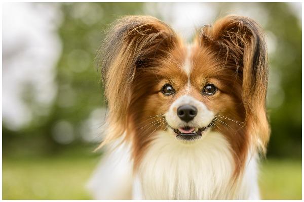 These are excellent agility dogs and are consistent winners at the sport’s highest levels. They can also be trained to do all sorts of tricks (Photo: Shutterstock)