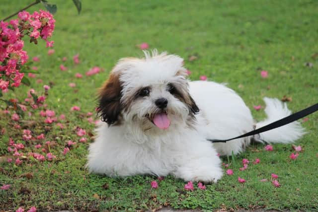 Pictured is a generic image of a Lhasa Apso dog. Picture courtesy of Pixabay.