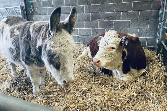 Spirit the donkey and Rosie the cow