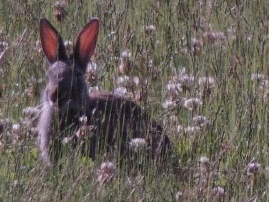 A wild rabbit from @snappyhappy26