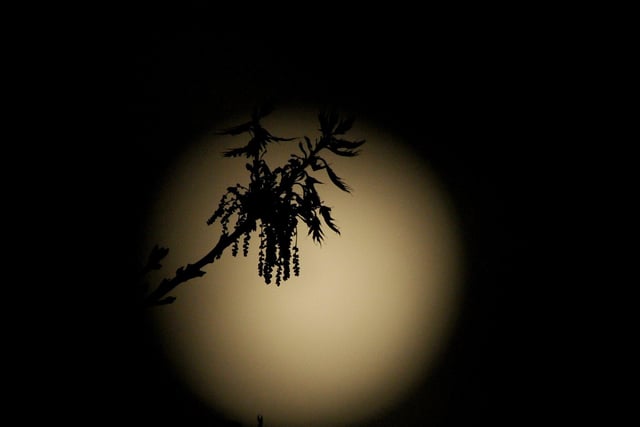Tuesday's supermoon glimmers behind a branch.
