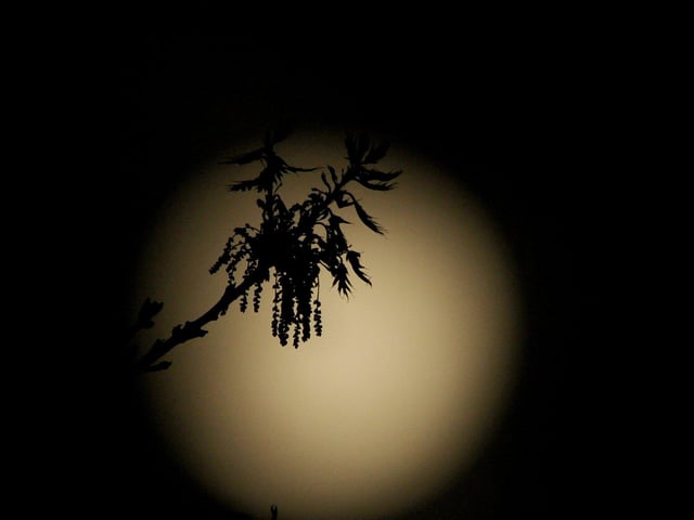Tuesday's supermoon glimmers behind a branch.