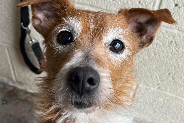 10-year-old little Daisy is looking for a home who loves jack russells! She is a sweetie who is bouncy, full of energy and loves her walks. She is housetrained and very quiet and settles well when left alone. She will ignore dogs if they don’t bother her, but she will need to be the only pet in her new home. Daisy is very friendly, very fit and well and would love to find an active ‘retirement’ home where she can walk to her heart's content, sunbathe in the garden and cuddle up at night.