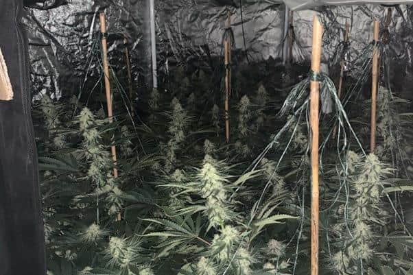 A man was arrested after a police raid on a house in Fir Vale. PIcture shows cannabis plants police were found inside