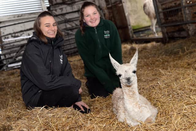 Animal Farmworkers Emily Ogden and Amelia Hattersley-Mather, pictured with the baby llama