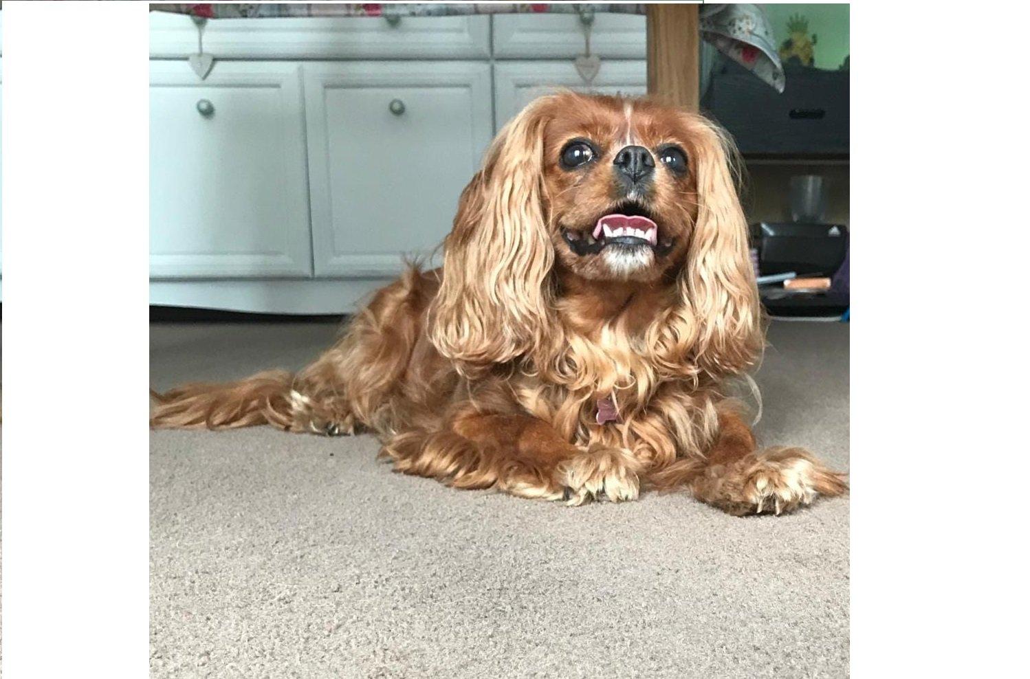 Rose, age 11, Cavalier King Charles
