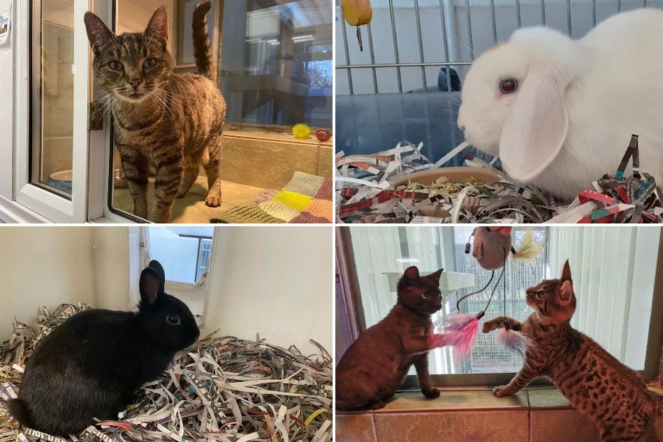 Animals up for adoption at the RSPCA.