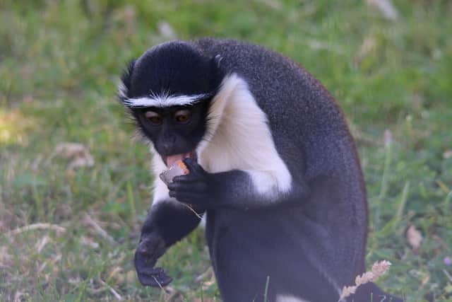 Roloway monkey, Kumasi enjoying an ice pop