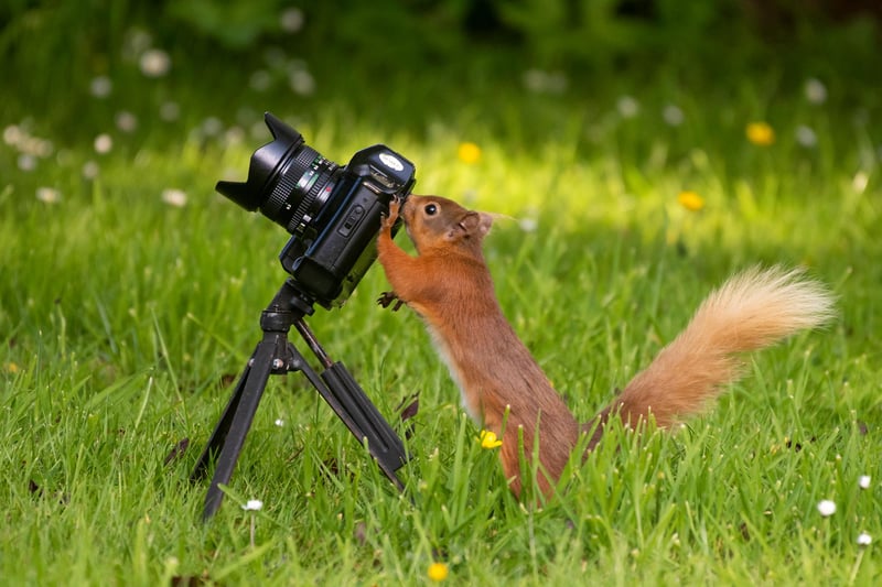 Squirrels are naturally curious animals, and if they hear you making sounds similar to theirs, you can expect to see them approach you to investigate. With time, patience and repeated sessions, they will eventually walk right up to you, and even become excited to see you when you approach.