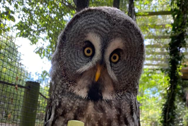 There are plenty of fun activities for children in Sheffield this half term and Halloween, including seeing the owls, birds and animals at the Tropical Butterfly House, Wildlife & Falconry Centre.